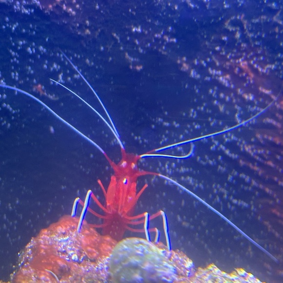 Custom knives - Picture 2 of 7